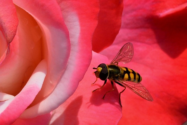 Geting på blomma